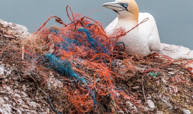 safety net, spirit network, plastic waste, marine pollution, environmental pollution, plastic, danger, bird die, sea birds, rock breeder, nesting material, helgoland, pollution, littering, web, fishing net, plastic waste, plastic, plastic, pollution, pollution, pollution, pollution, pollution
