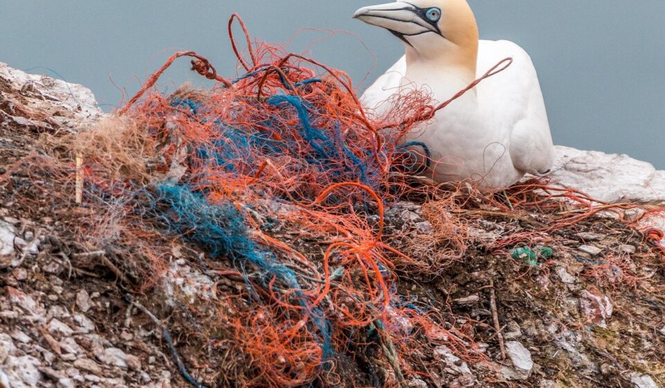 safety net, spirit network, plastic waste, marine pollution, environmental pollution, plastic, danger, bird die, sea birds, rock breeder, nesting material, helgoland, pollution, littering, web, fishing net, plastic waste, plastic, plastic, pollution, pollution, pollution, pollution, pollution