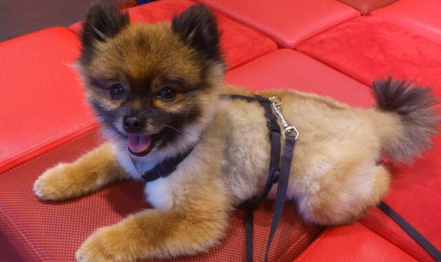 dog, nature, pet, dwarf spitz, pomeranian, pom pom, animal