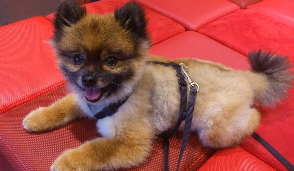 dog, nature, pet, dwarf spitz, pomeranian, pom pom, animal