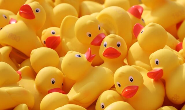 duck meet, ducks, rubber ducks, plastic ducks, duck race, competition, toy, yellow duck, run, bath duck, family reunions, lots, yellow, toy ducks, event, rennwetbewerb, swimming competition, race, ducks, ducks, ducks, rubber ducks, rubber ducks, rubber ducks, rubber ducks, rubber ducks, toy, yellow duck