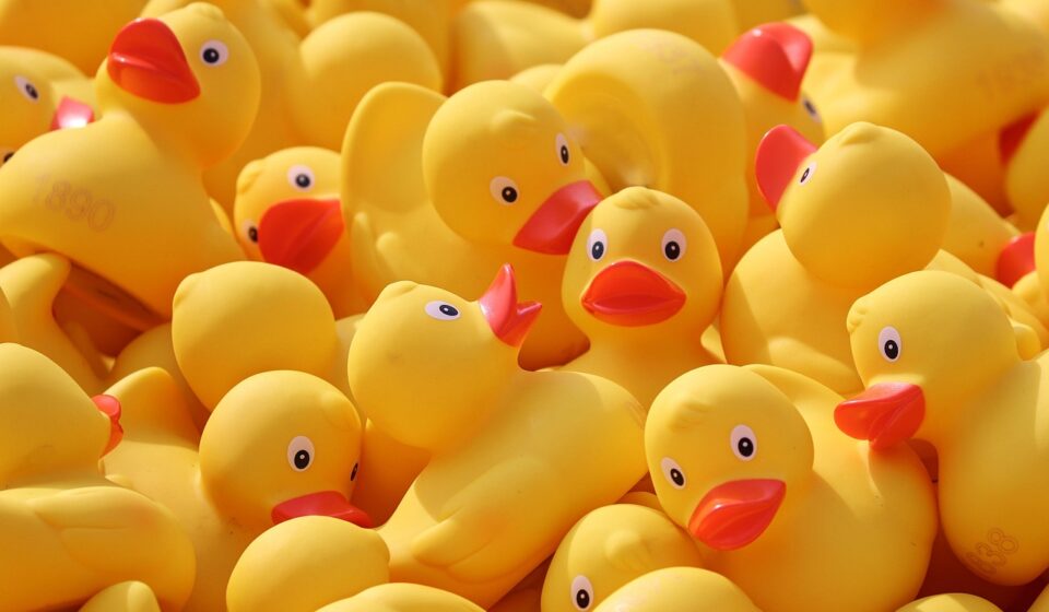 duck meet, ducks, rubber ducks, plastic ducks, duck race, competition, toy, yellow duck, run, bath duck, family reunions, lots, yellow, toy ducks, event, rennwetbewerb, swimming competition, race, ducks, ducks, ducks, rubber ducks, rubber ducks, rubber ducks, rubber ducks, rubber ducks, toy, yellow duck