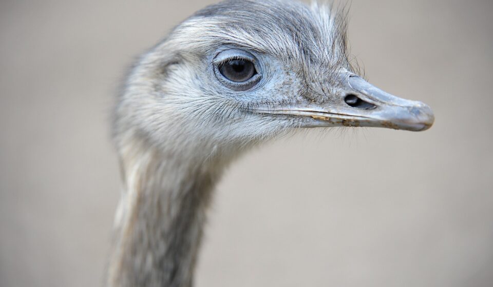 ostrich, zoo, animal, bird, head, nature, emu, eyes, neck, feather, peek, fauna, safari, wildlife, flightless, creature, gray nature, gray animals, gray birds, gray eye, gray natural, ostrich, ostrich, ostrich, ostrich, ostrich