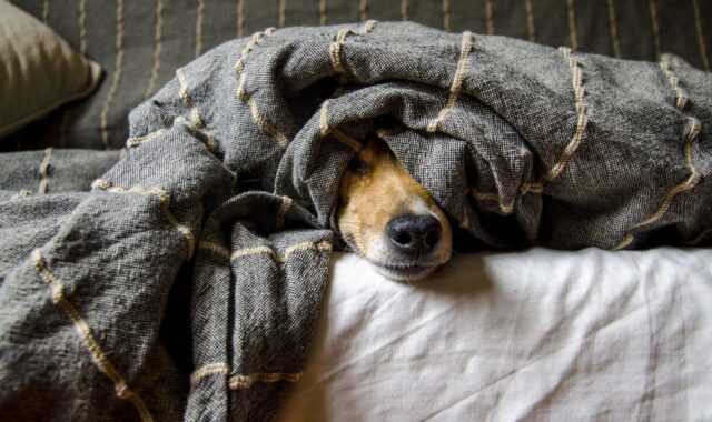 dogs, pet, animal, animals, nature, dog, pets, mammals