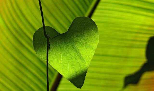leaf, heart, green, shadow play, leaf veins, sheet, plants, nature, botany, leaf, heart, heart, heart, heart, heart