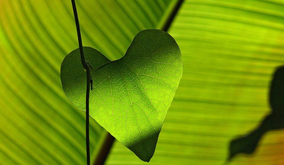 leaf, heart, green, shadow play, leaf veins, sheet, plants, nature, botany, leaf, heart, heart, heart, heart, heart