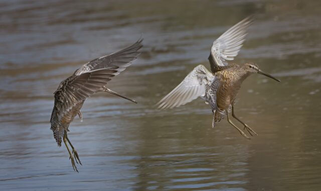 marbled godwit, birds, water, landing, expanded wings, wings, nature, marbled godwit, marbled godwit, marbled godwit, marbled godwit, marbled godwit