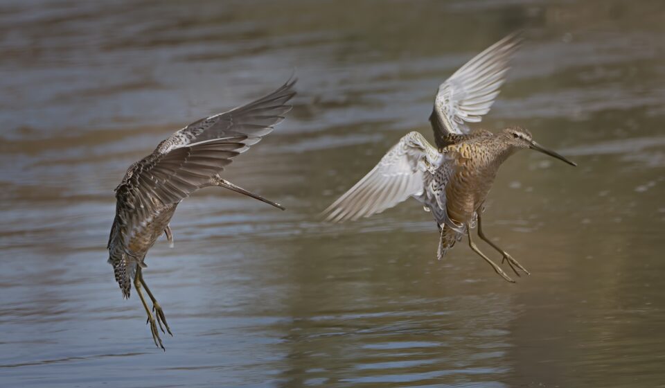 marbled godwit, birds, water, landing, expanded wings, wings, nature, marbled godwit, marbled godwit, marbled godwit, marbled godwit, marbled godwit