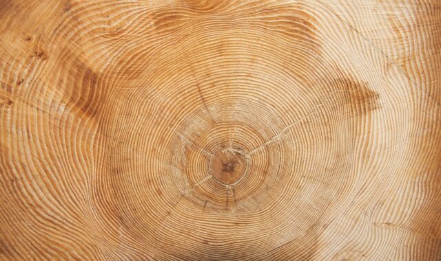 tree, nature, year, annual rings, wood ring, annular, grain, wood formation, density fluctuations, periodically, stages of development, history of the tree, close up