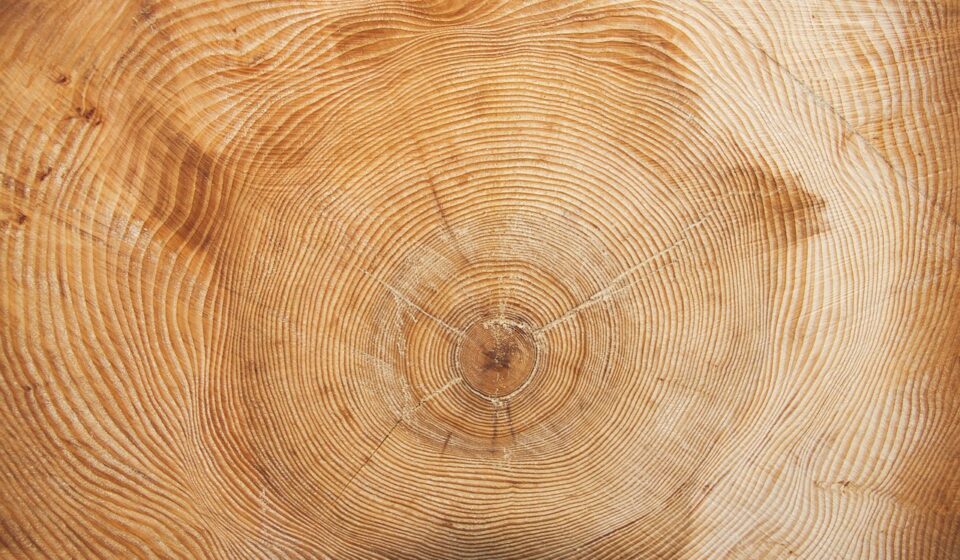 tree, nature, year, annual rings, wood ring, annular, grain, wood formation, density fluctuations, periodically, stages of development, history of the tree, close up