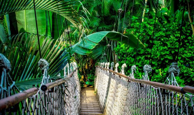 suspension bridge, rainforest, amazon, high ropes course, high, ropes, path, tropics, nature, palm trees, leaves, thailand, idyllic, forest, jungle, green, plants, bridge, rainforest, rainforest, amazon, thailand, jungle, jungle, jungle, jungle, jungle