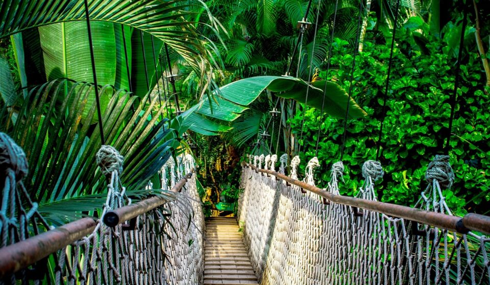 suspension bridge, rainforest, amazon, high ropes course, high, ropes, path, tropics, nature, palm trees, leaves, thailand, idyllic, forest, jungle, green, plants, bridge, rainforest, rainforest, amazon, thailand, jungle, jungle, jungle, jungle, jungle