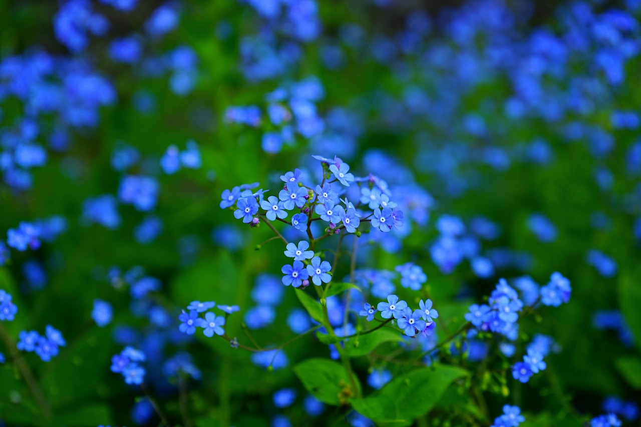 forget-me-nots, flowers, flower wallpaper, blue flowers, petals, blue petals, bloom, blossom, flower background, flora, floriculture, horticulture, botany, nature, plants, beautiful flowers, garden, flower garden, close up, brunnera vergissmeinnicht, brunnera macrophylla, brunnera, boraginaceae
