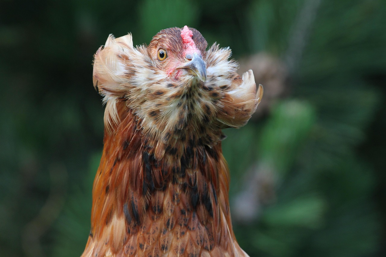 araucana, hen, chicken, poultry, free range, beak, feathers, comb, portrait, head, pom poms