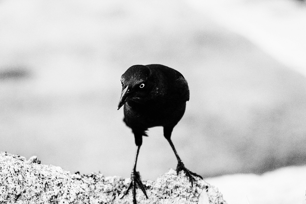 crow, bird, animals, black, feather, fear, silhouette, dark, peak, wild, corvus, to, poe, never more, trunk, flying, ornithology, nature, poe, poe, poe, poe, poe