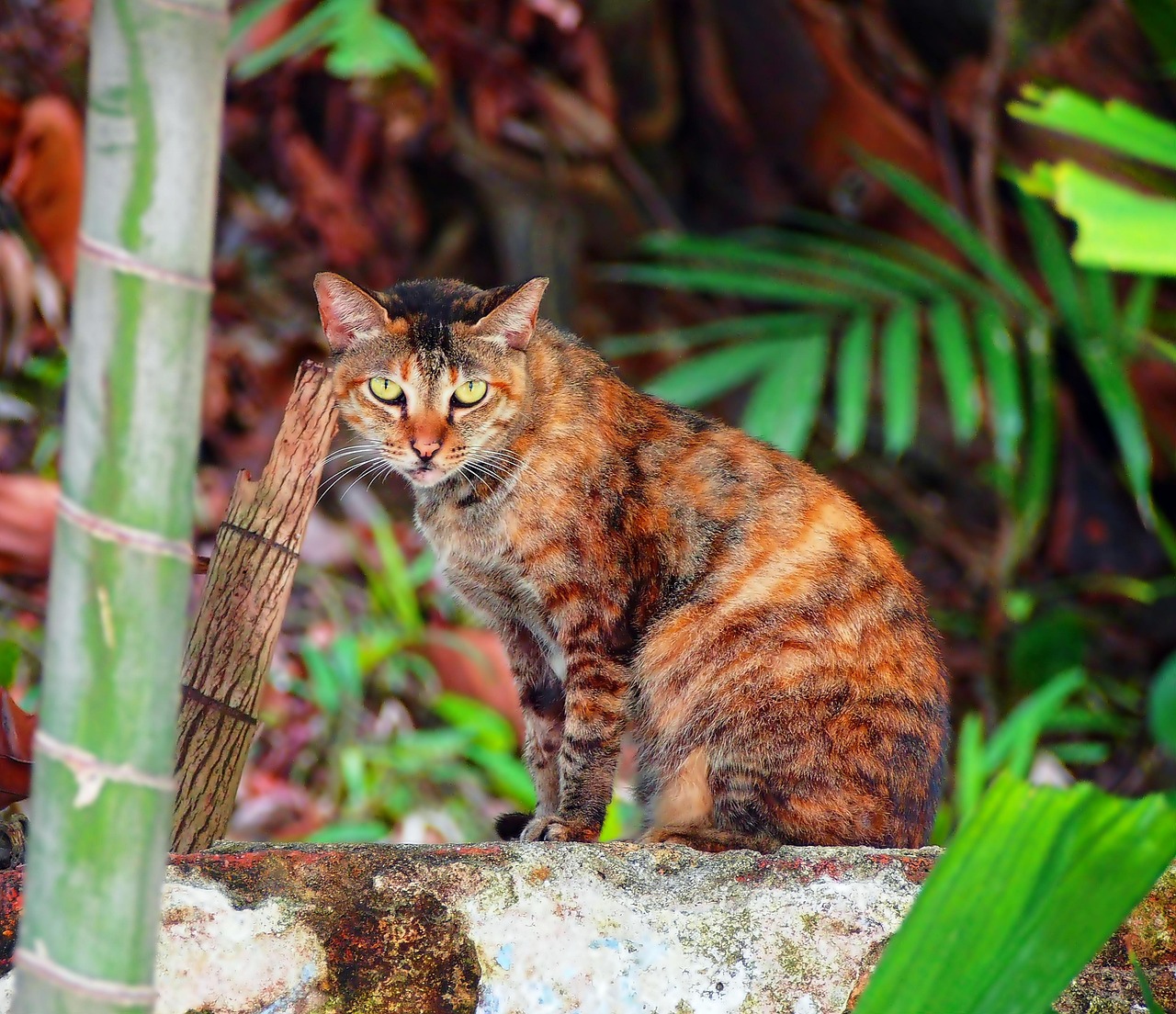 watchful eyes, wild, cat, outdoor, wood, land, pet, area, domestic, animal, look, watching, eye, green, nature, natural, not a pe