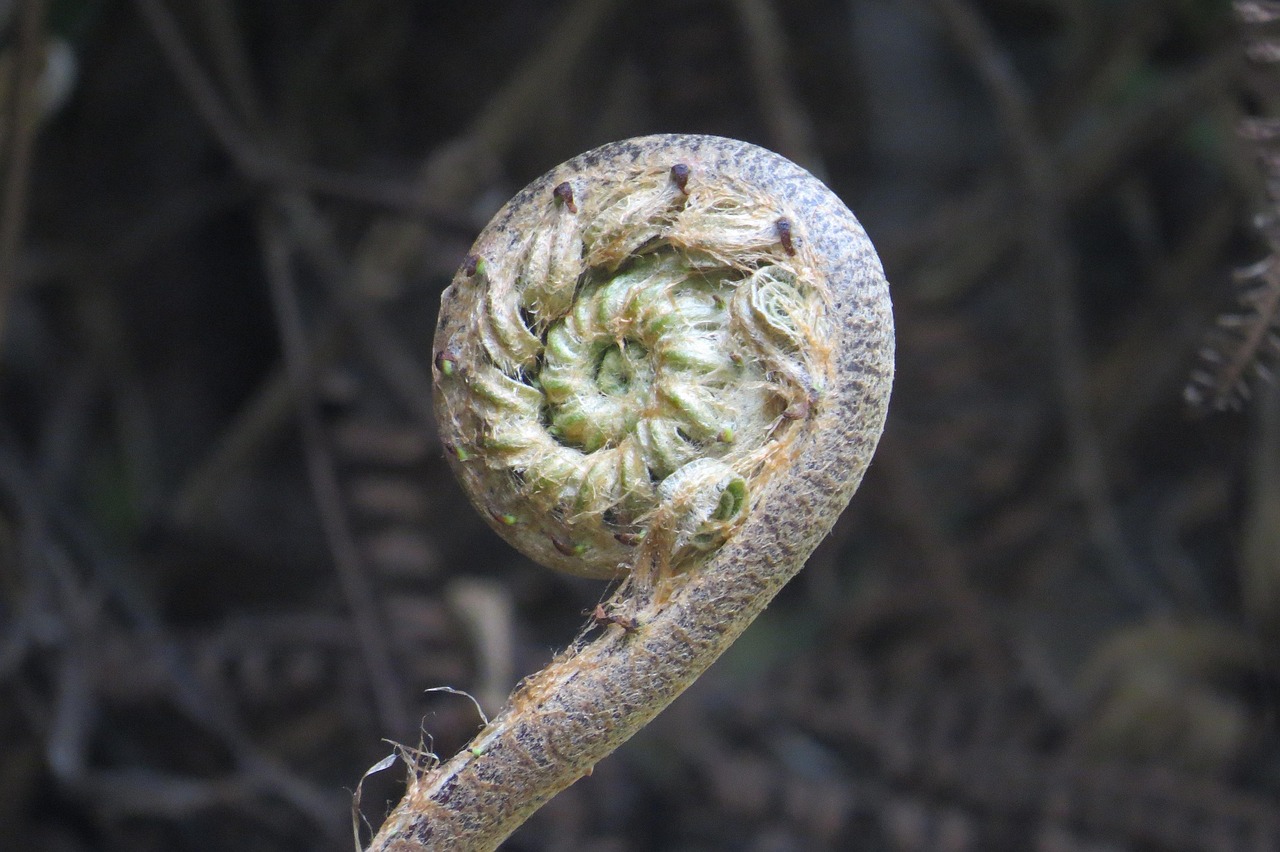 seeds, roots, pla, plant, root, green, nature