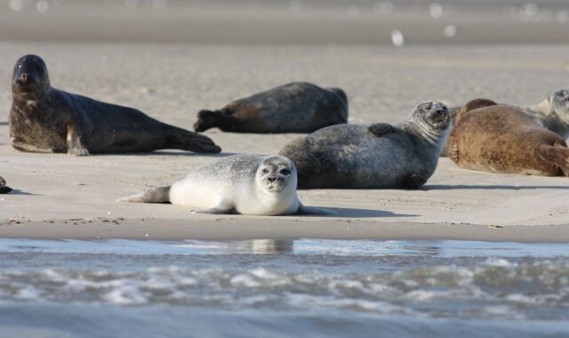 seals, coast, sea, harbor seals, grey seals, phoca vitulina, halichoerus grypus, animals, mammals, marine, low tide, fauna, sand, seashore, coastline, nature, seals, seals, seals, seals, seals