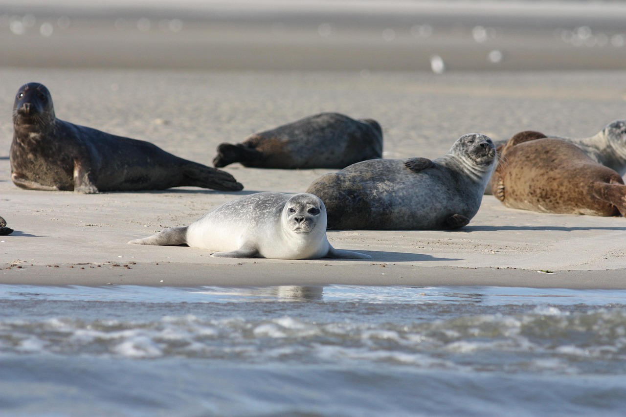 seals, coast, sea, harbor seals, grey seals, phoca vitulina, halichoerus grypus, animals, mammals, marine, low tide, fauna, sand, seashore, coastline, nature, seals, seals, seals, seals, seals