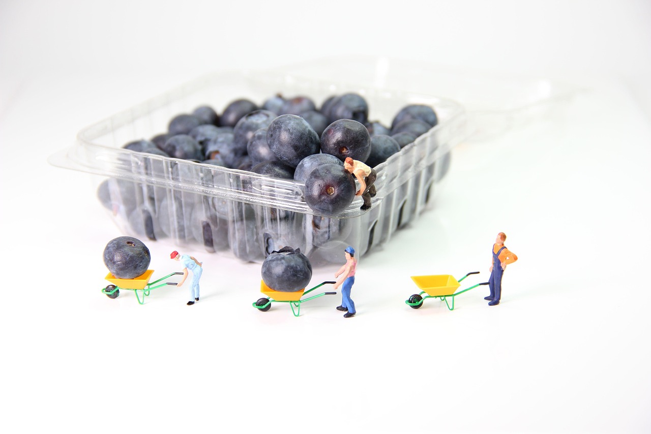 blueberries, transport, miniature figures, wheelbarrow, fruit, berry, thieves, box, plastic, packaging, loading, healthy, close up, workers, creative skills, miniature figure, model train figure, toy, miniature, art, creative, small, little man, figurines, tiny, model construction figure, humorous, fun, h0, 1 87, miniature figures, wheelbarrow, thieves, thieves, thieves, thieves, thieves, plastic, packaging, workers, miniature, miniature, miniature, tiny, tiny, tiny