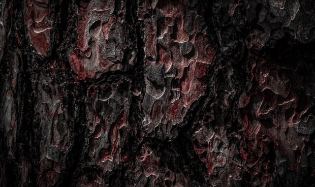 wood, texture, tree, forest, nature, texture, texture, texture, texture, texture