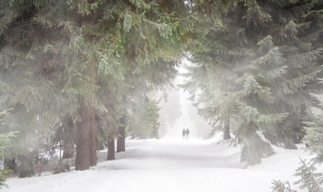 forest, people, fog, winter, hike, snow, cold, path, person, nature, human, landscape, walk, running, cloudy, tree, sad, lonely, mood, gray, bad weather, storm, silence, green, clouds, love, partner-oriented, few, romance, mystical, winter, winter, snow, snow, snow, sad, sad, sad, sad, bad weather, silence, silence, silence, silence, silence
