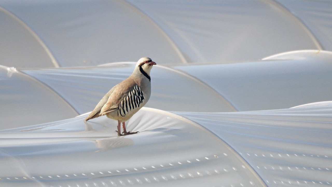 chukar partridge, bird, greenhouse cover, partridge, animal, wildlife, plastic, protection, nature, chukar partridge, chukar partridge, partridge, partridge, partridge, partridge, partridge