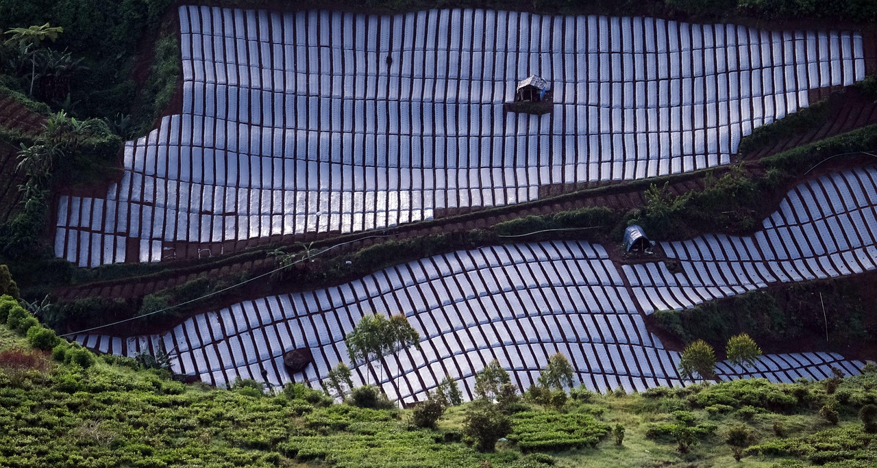 small house, vegetable farming, tea garden, plastic covered